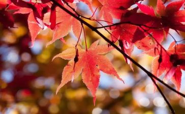 小班10月份月工作计划5篇