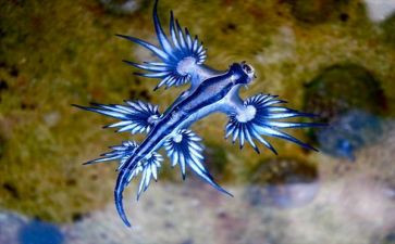生物七上调查报告8篇