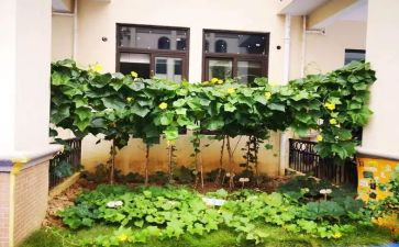 幼儿园大班蔬菜教案5篇