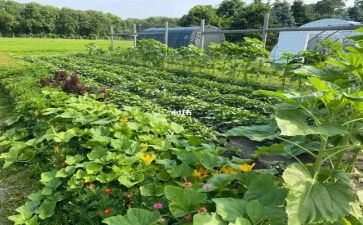 小班关于菜的教案精选7篇