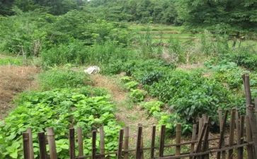 买菜幼儿园大班教案5篇