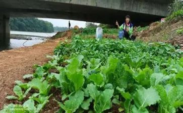小班关于菜的教案通用5篇