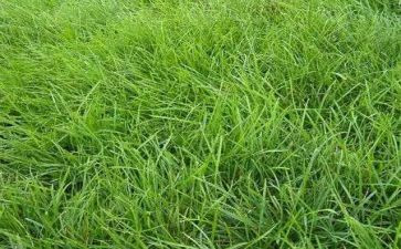 草房子读后感优秀作文8篇