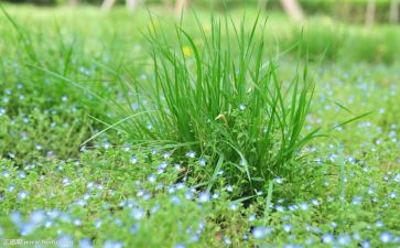 小草坪的读后感6篇