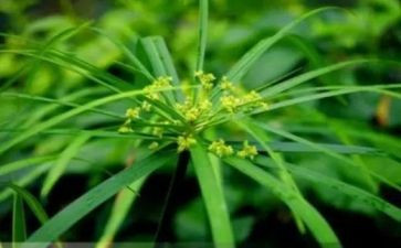 绿草地读后感5篇