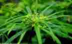 绿草地读后感5篇