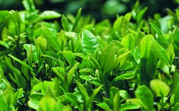 藏茶企业述职报告推荐6篇