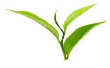关于黑茶的调查报告优秀5篇