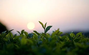 藏茶企业述职报告精选5篇