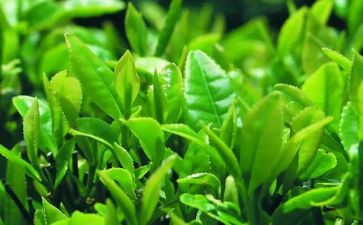 藏茶企业述职报告参考5篇