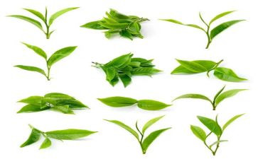 大班教案茶反思推荐5篇