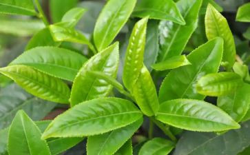 藏茶企业述职报告8篇