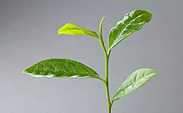 大班采茶教案6篇