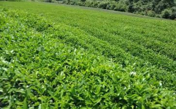 大班教案茶反思7篇