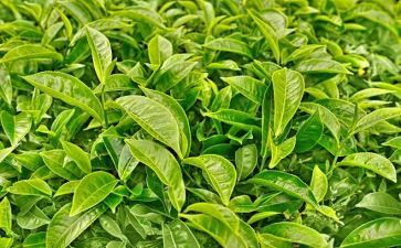 藏茶世界工作总结5篇