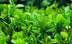 藏茶企业述职报告推荐6篇