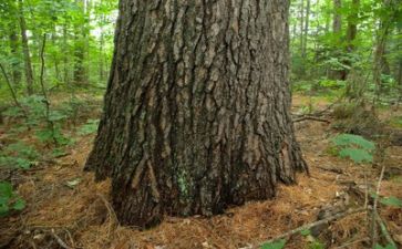 我成长我需要作文5篇