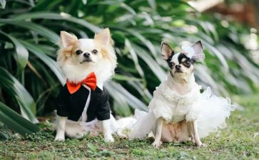 写宠物乌龟的作文8篇