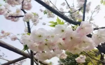 2023年春期学校工作总结7篇