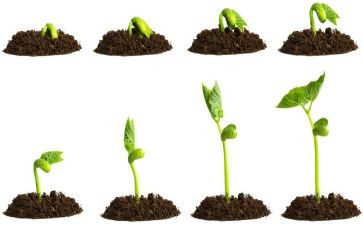 种子发芽的作文精选6篇