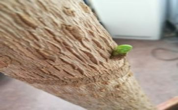 种子发芽作文7篇