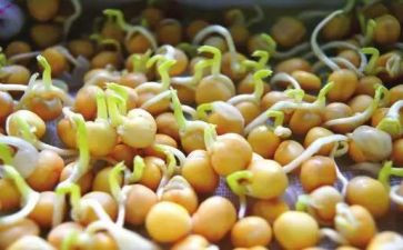 种子发芽作文优秀5篇