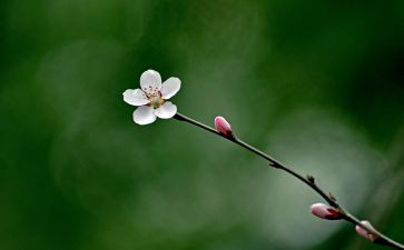 生命的芬芳作文8篇