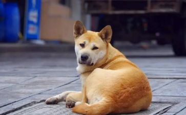 打小狗的作文精选6篇