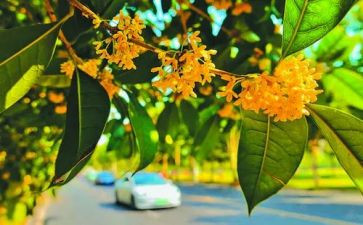 摇桂花教案最新6篇