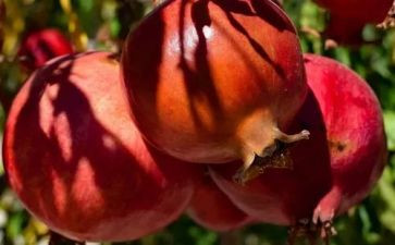 果实作文通用8篇