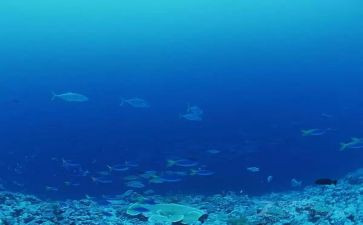 海底两万里第一章的读后感5篇