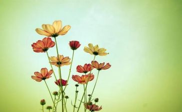朝花夕拾后记读后感6篇
