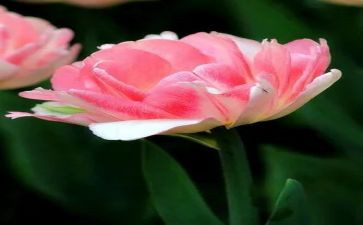 苗木花卉购销合同7篇