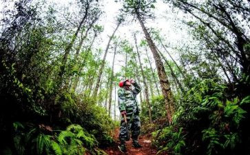 护林员述职报告范文7篇