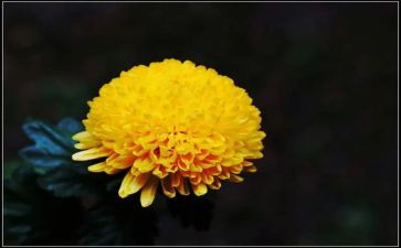 菊花幼儿园教案7篇