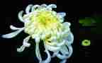 关于描写菊花的作文8篇