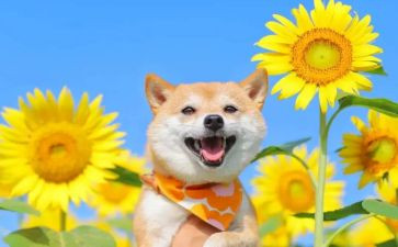 以读书的快乐写演讲稿最新5篇