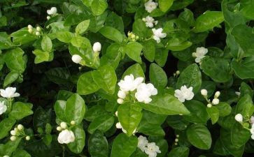 茉莉的读后感5篇