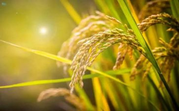 节约粮食作文模板8篇