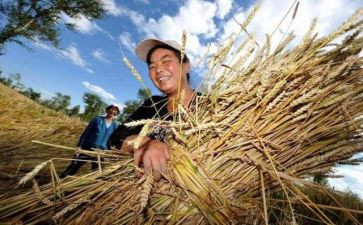 节约粮食作文精选6篇