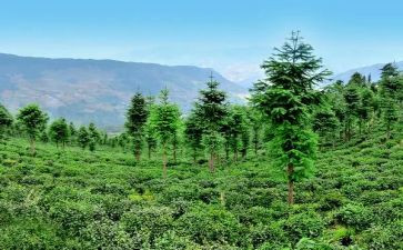 林业站工作述职报告8篇
