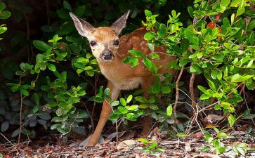 小鹿斑比读后感通用5篇