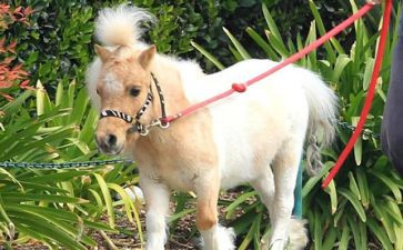 马的精神作文精选8篇