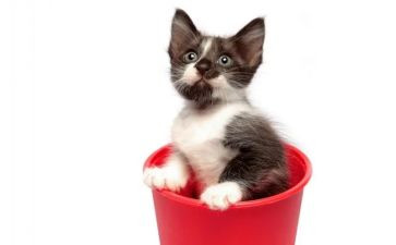 猫和鼠的读后感300字8篇