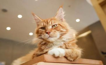 猫的家族读后感6篇