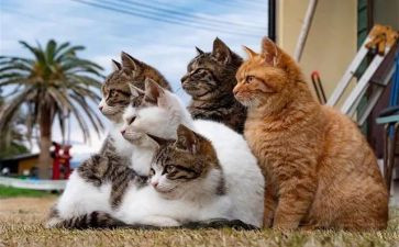 老鼠和猫的作文7篇
