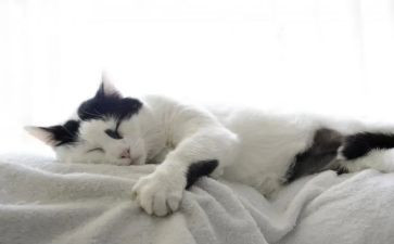国宝大熊猫优秀作文8篇