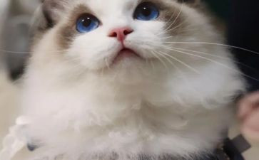 讲熊猫的作文推荐8篇