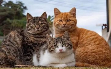 猫和鼠的读后感300字参考6篇