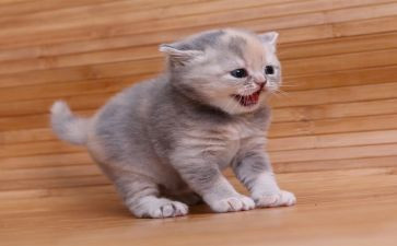猫的读后感700字精选5篇